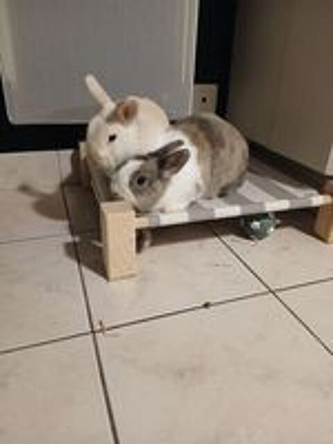   Caiuspupus et Coca, lapins nains à adopter 