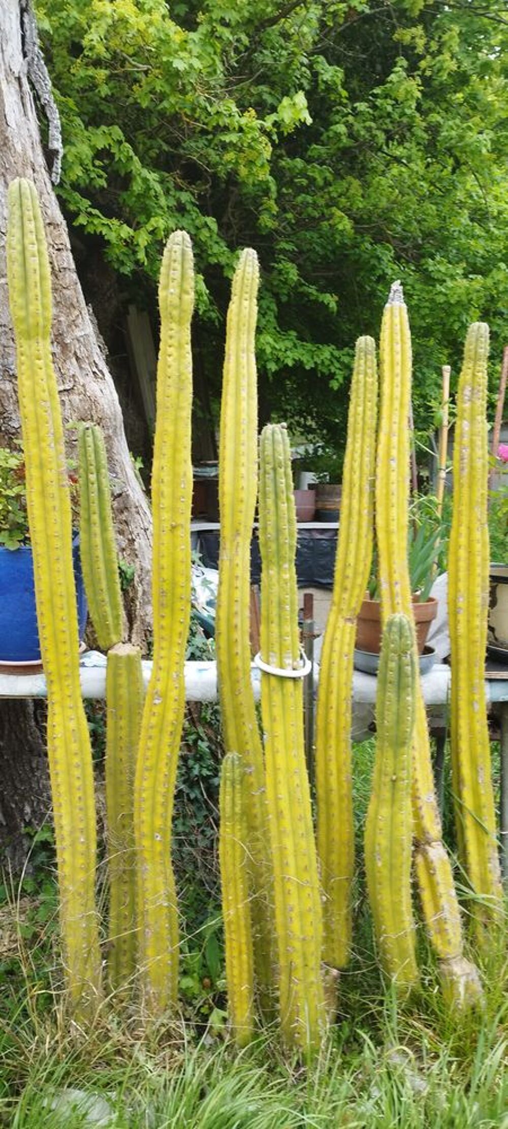 Cactus Jardin