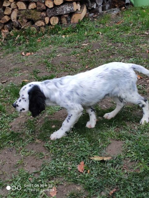 setters anglais mâles 750 65100 Ad