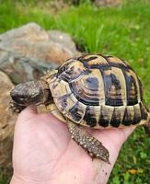   Tortue terrestre légale  