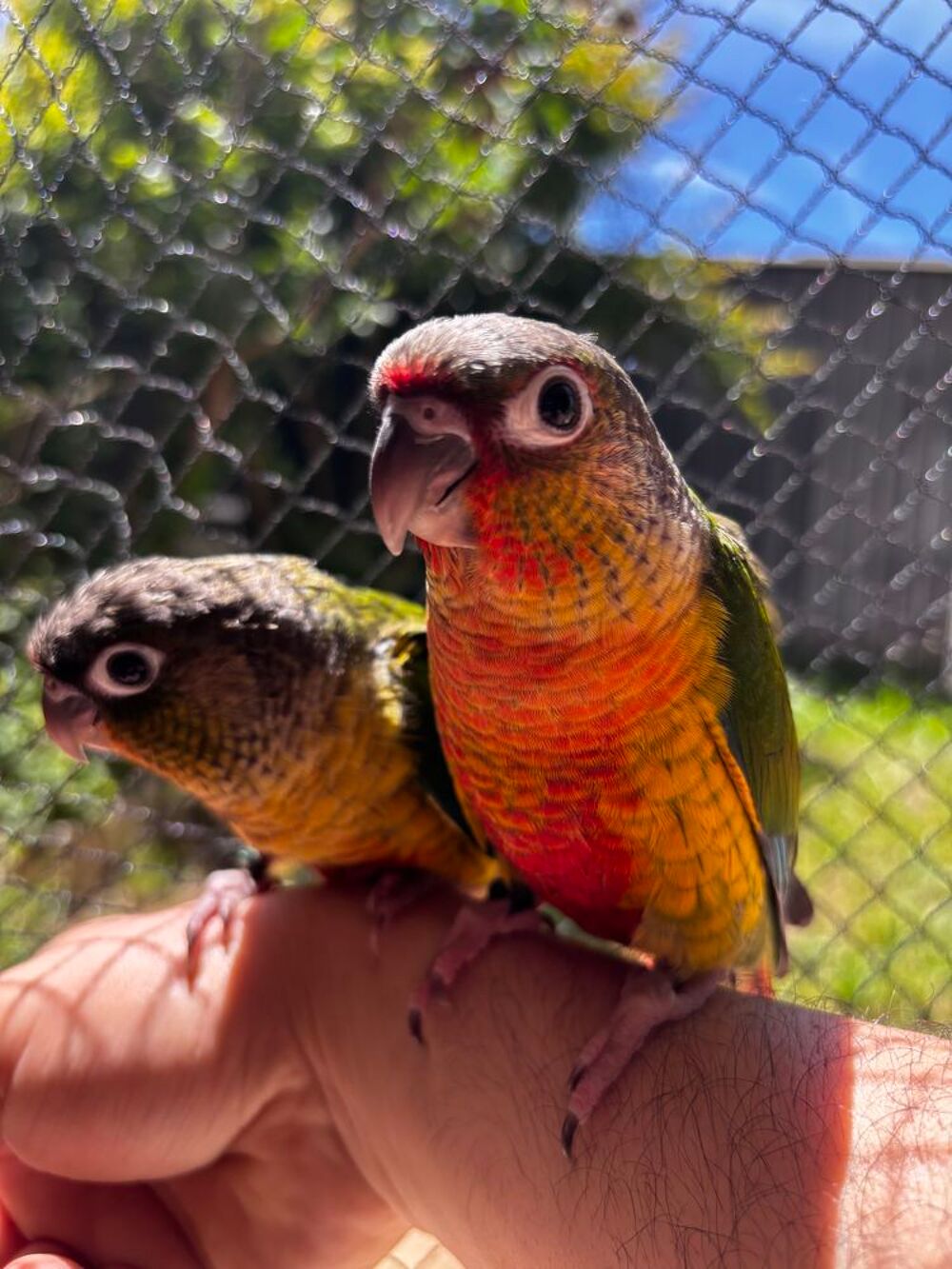   Conure hypoxantha EAM apprivoisé  