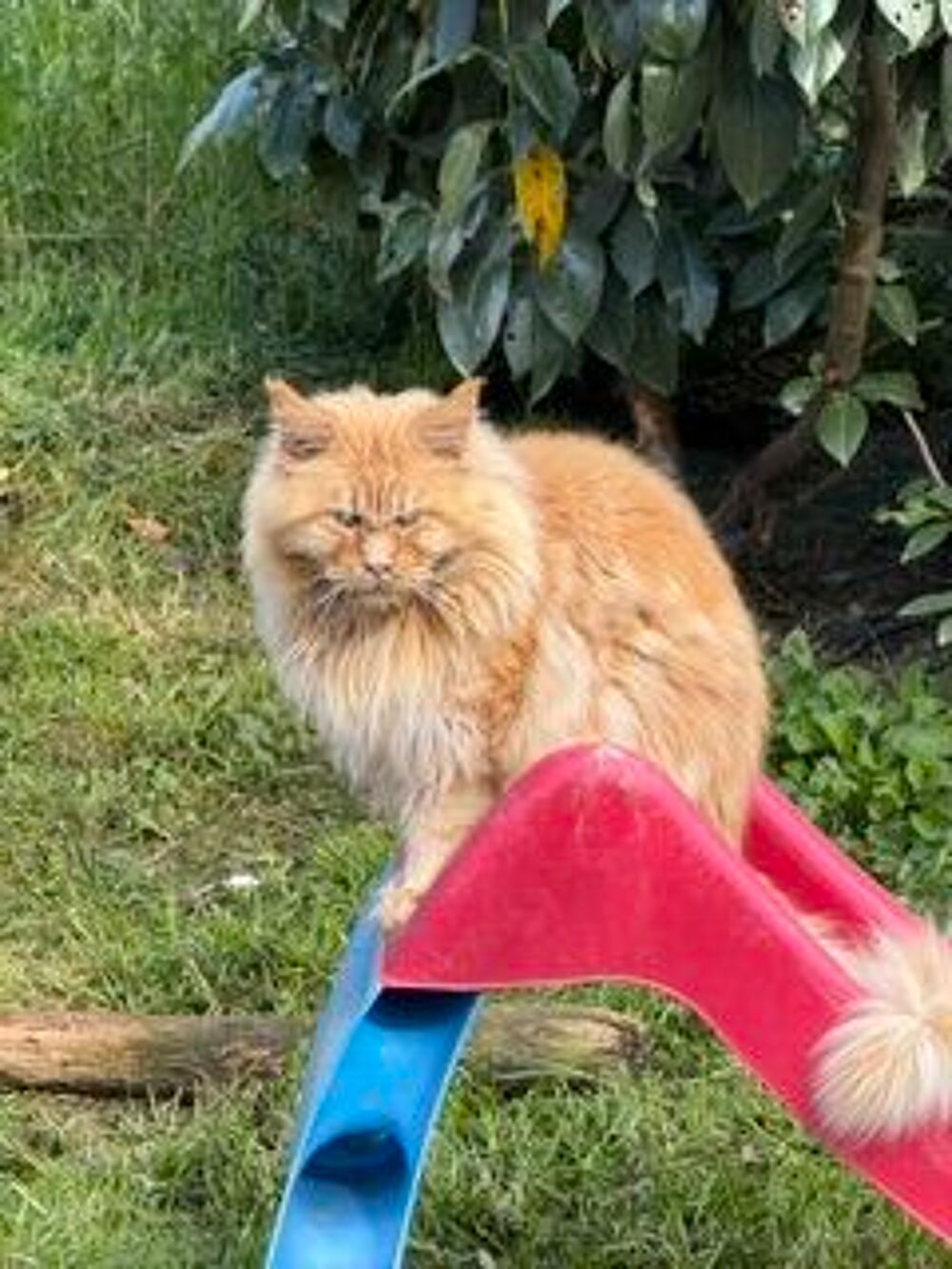   maine coon adulte retraité 5 ans loof 