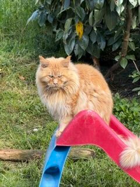 maine coon adulte retrait&eacute; 5 ans loof 500 31190 Mauressac