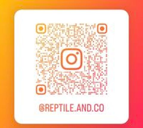   Gecko a crête et cloporte disponible  