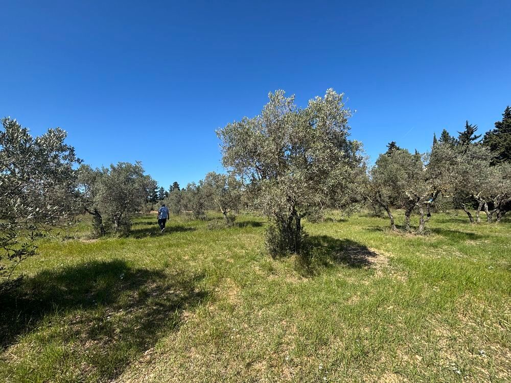 Vente Terrain terrain d Olivier Maussanne les Alpilles Maussane-les-alpilles