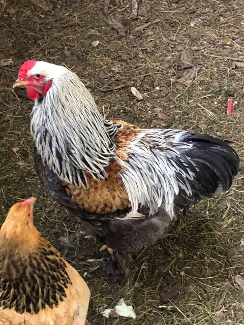 Coq Brahma 10 14240 Cahagnes