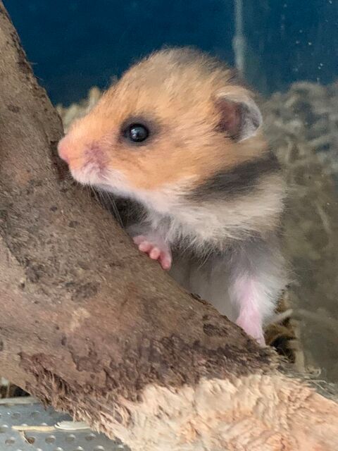 Hamster dor 59145 Sassegnies