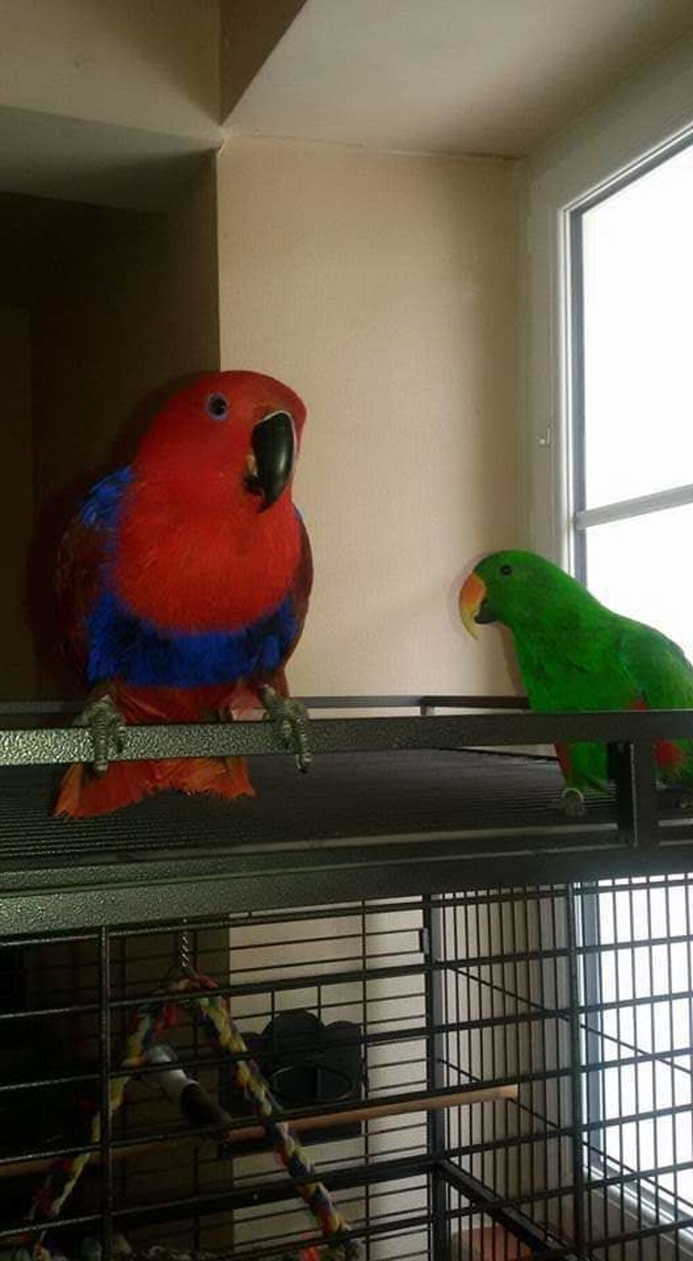   couples d'Eclectus mâle et femelle de 14 et 13 ans. 