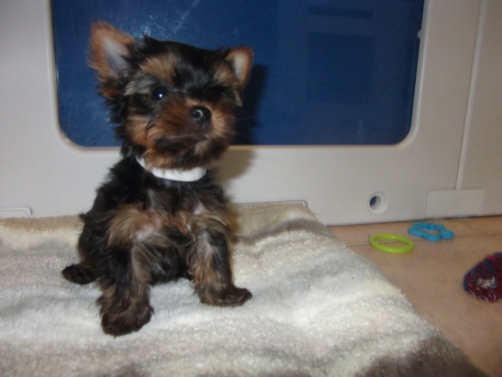   TRES; BEAUX CHIOTS YORKSHIRE TERRIER;(PETIT GABARIT) 