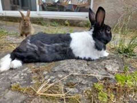   Papillon, lapin nain à adopter 