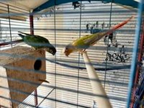   Perruche concure pyhura  