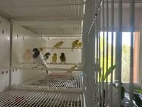   Canaris  