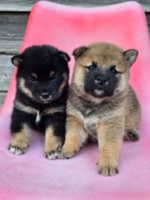   Chiot shiba male noir et feu  