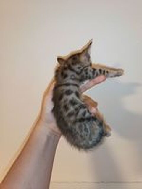   Chatons Savannah F6 