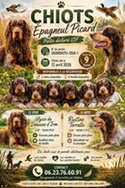   Chiots Epagneul Picard. 