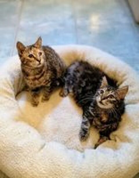   Mirabelle et Funny chatonnes cherchent famille 