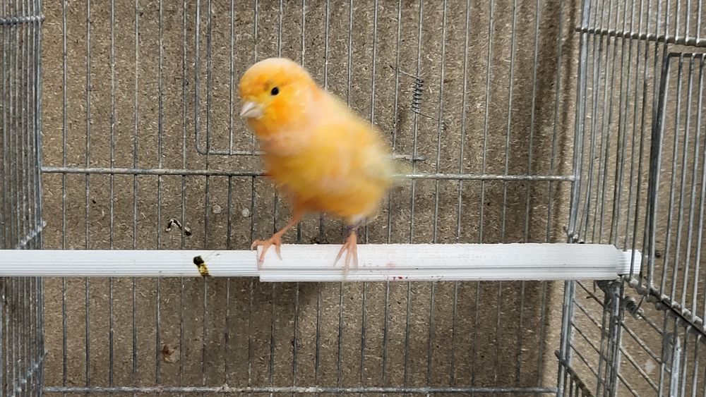   Canaris 