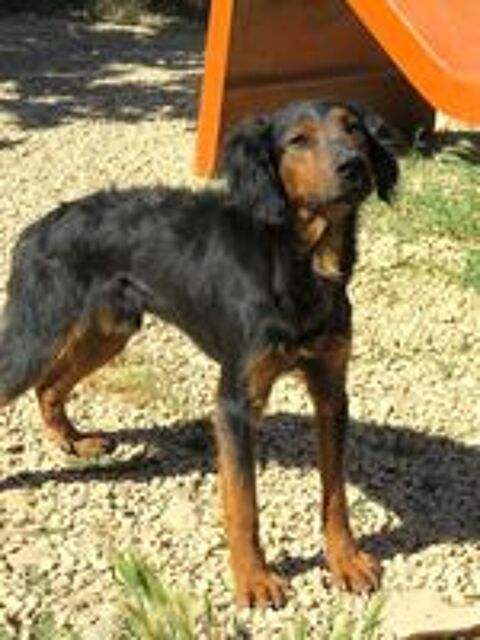   Noa  est à l'adoption 