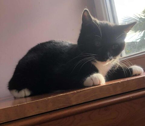 Praline petite puce douce &agrave; la recherche d'un foyer pour la vie 180 93600 Aulnay-sous-bois