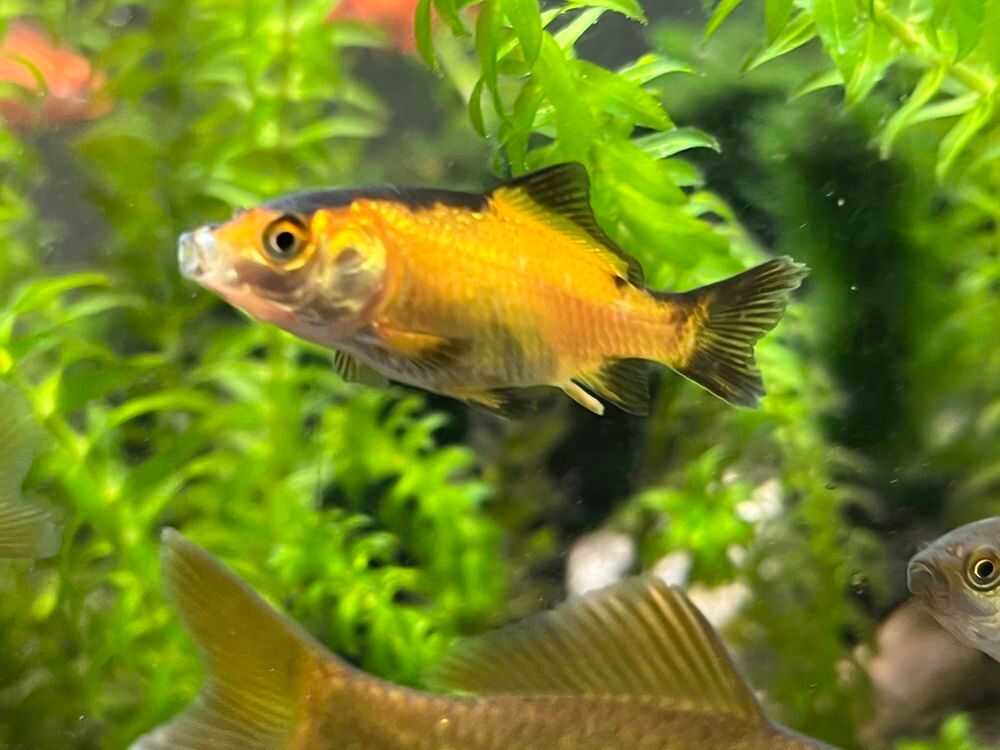 Poisson rouge Jardin