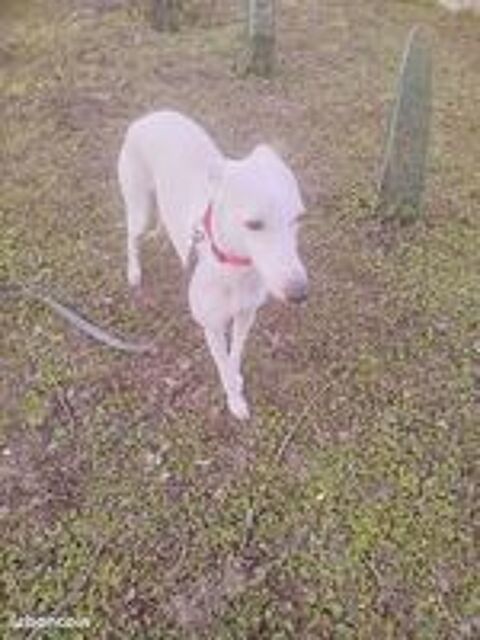   Pension garde promenades chien, chiot 