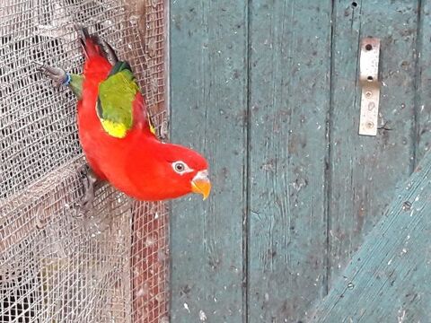 une femellle lori des moluques 0 38300 Bourgoin-jallieu