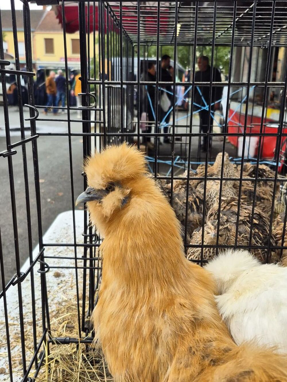   Poules soie  