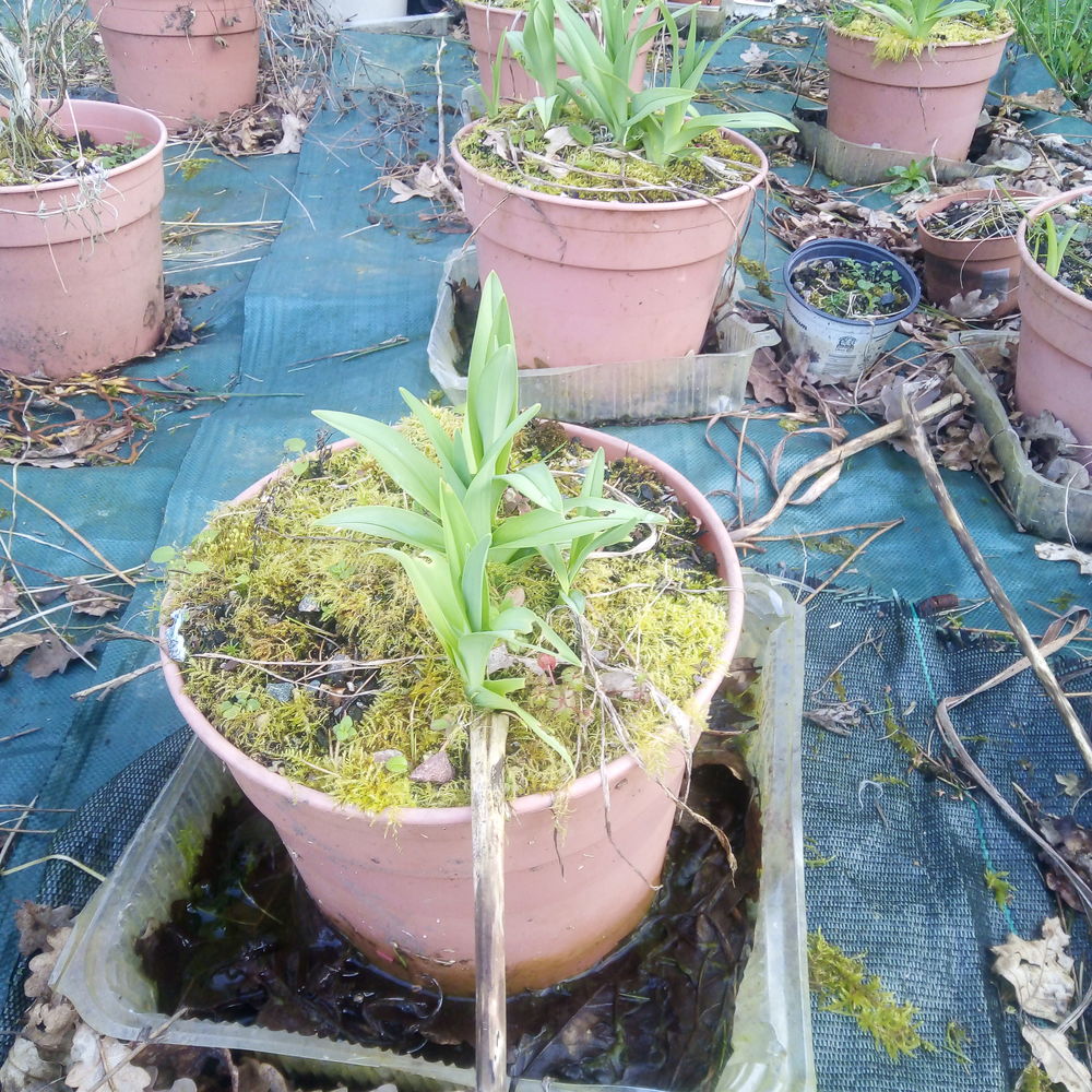 Hemerocallis fulva flore peno Jardin