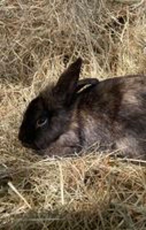   lapin t�te de lion  