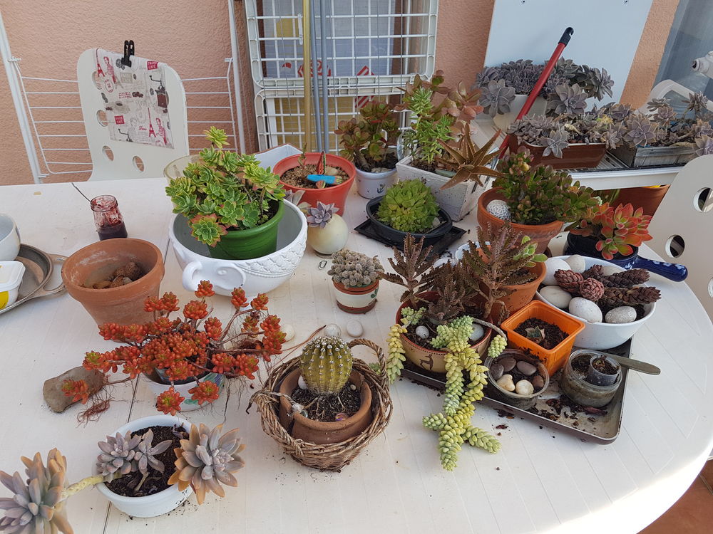 PLANTES GRASSES et CACTUS Jardin