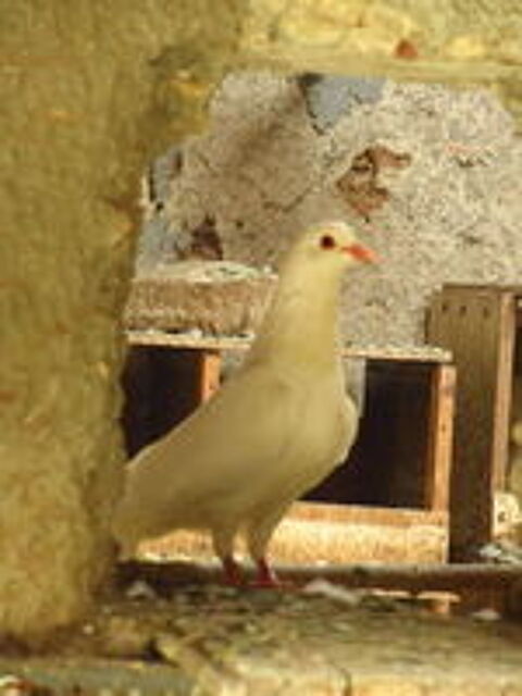   pigeons blancs 
