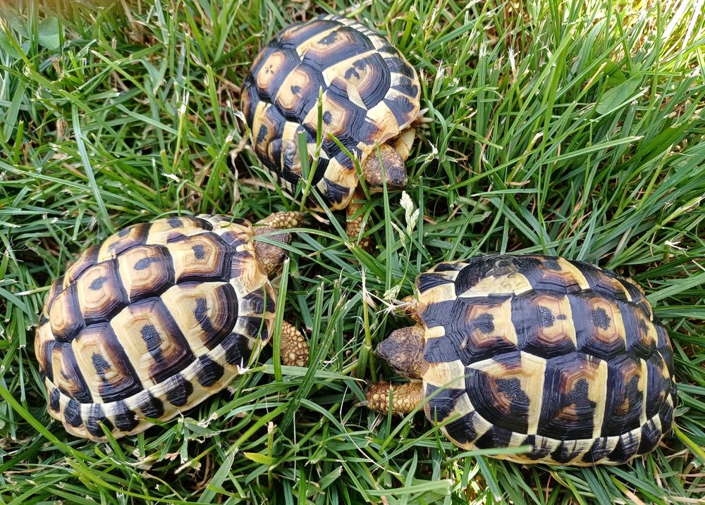   Tortue d'Hermann occidentale 