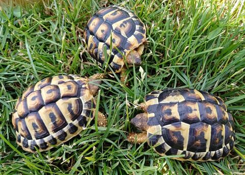Tortue d'Hermann occidentale 200 59121 Prouvy