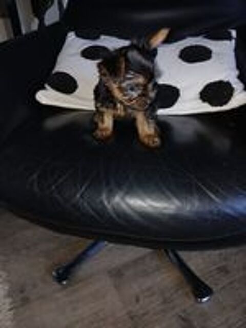   Chiot yorksire pure race 