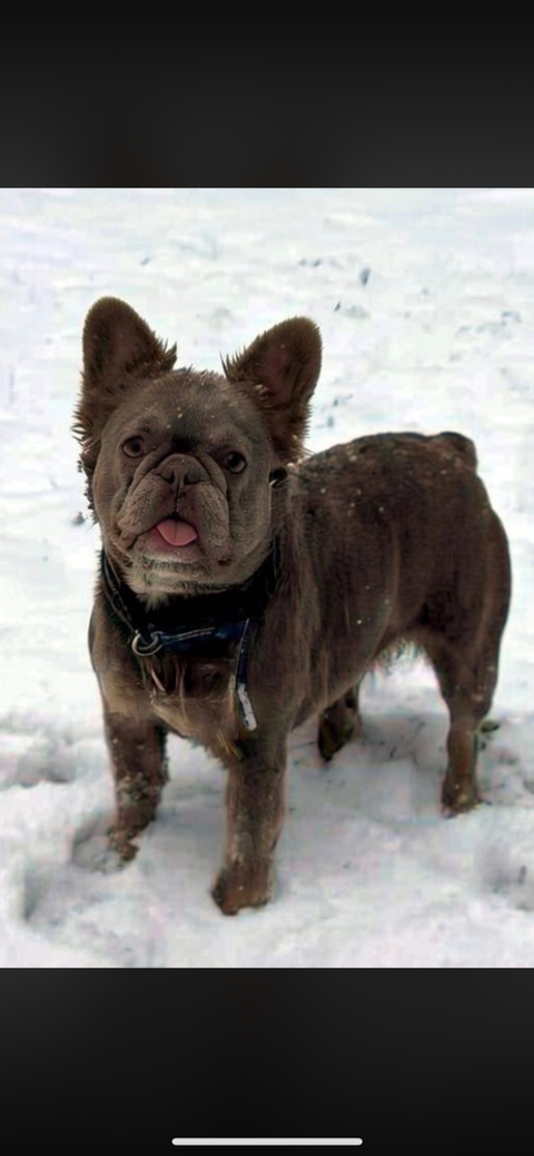 Femelle Bouledogue fran&ccedil;ais Fluffly isabella 1200 91100 Corbeil-essonnes