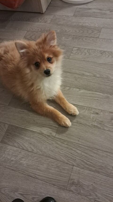 Spitz 700 75006 Paris