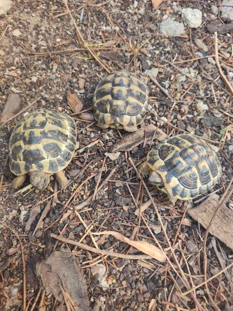 Tortue de terre 50 66200 Montescot