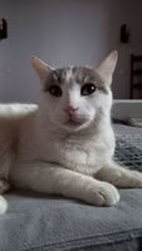   VICTOR 