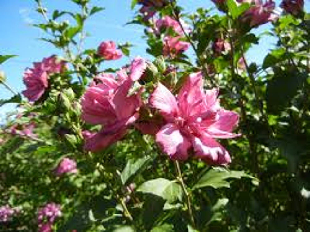 ALTHEA OU HIBISCUS ROSE Jardin