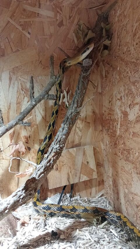 serpent asiatique 30 24260 Saint-f�lix-de-reillac-et-mortemart