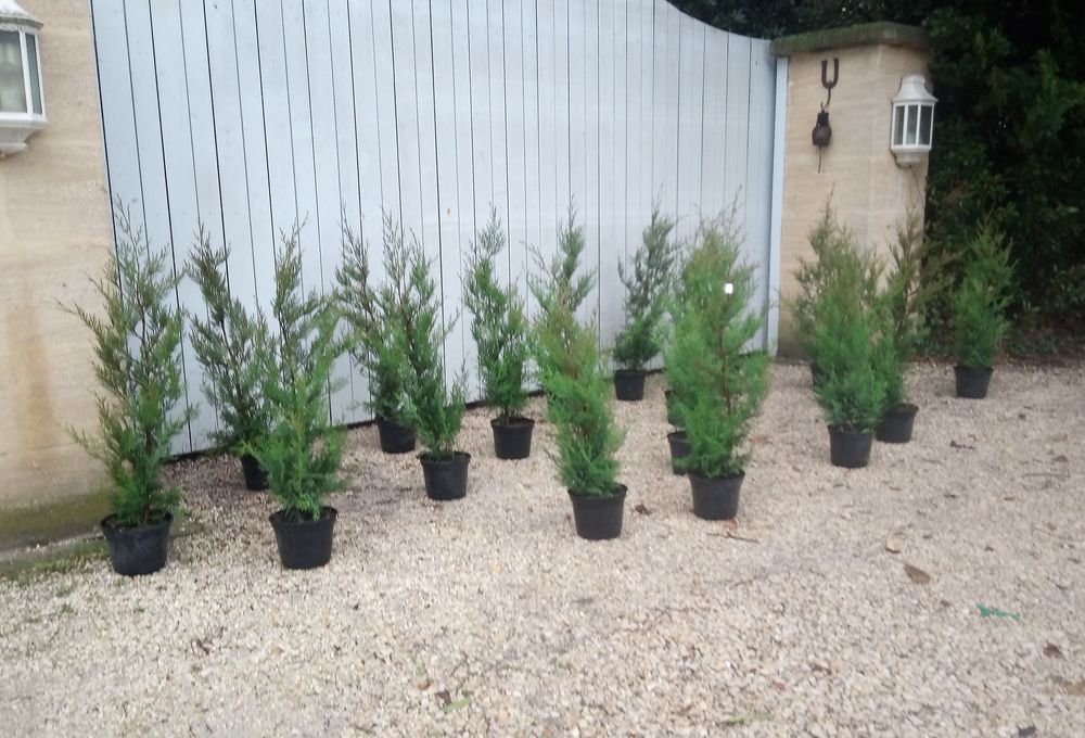 Cypr&egrave;s de Leyland greff&eacute; en container 3 litres Jardin
