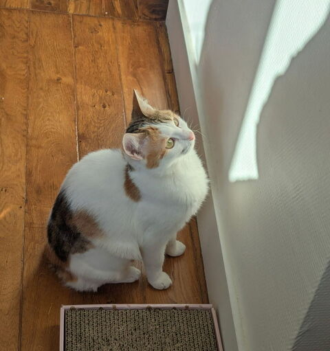 Clarisse une toute mimi jeune chatte qui n'attend que vous ! 180 75010 Paris