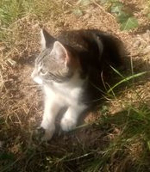   Superbe chaton 