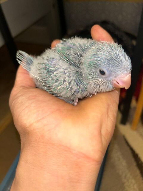 B&eacute;b&eacute; conure souris bleue 180 66000 Perpignan