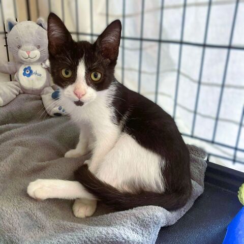 AIKO 1 07400 Le teil