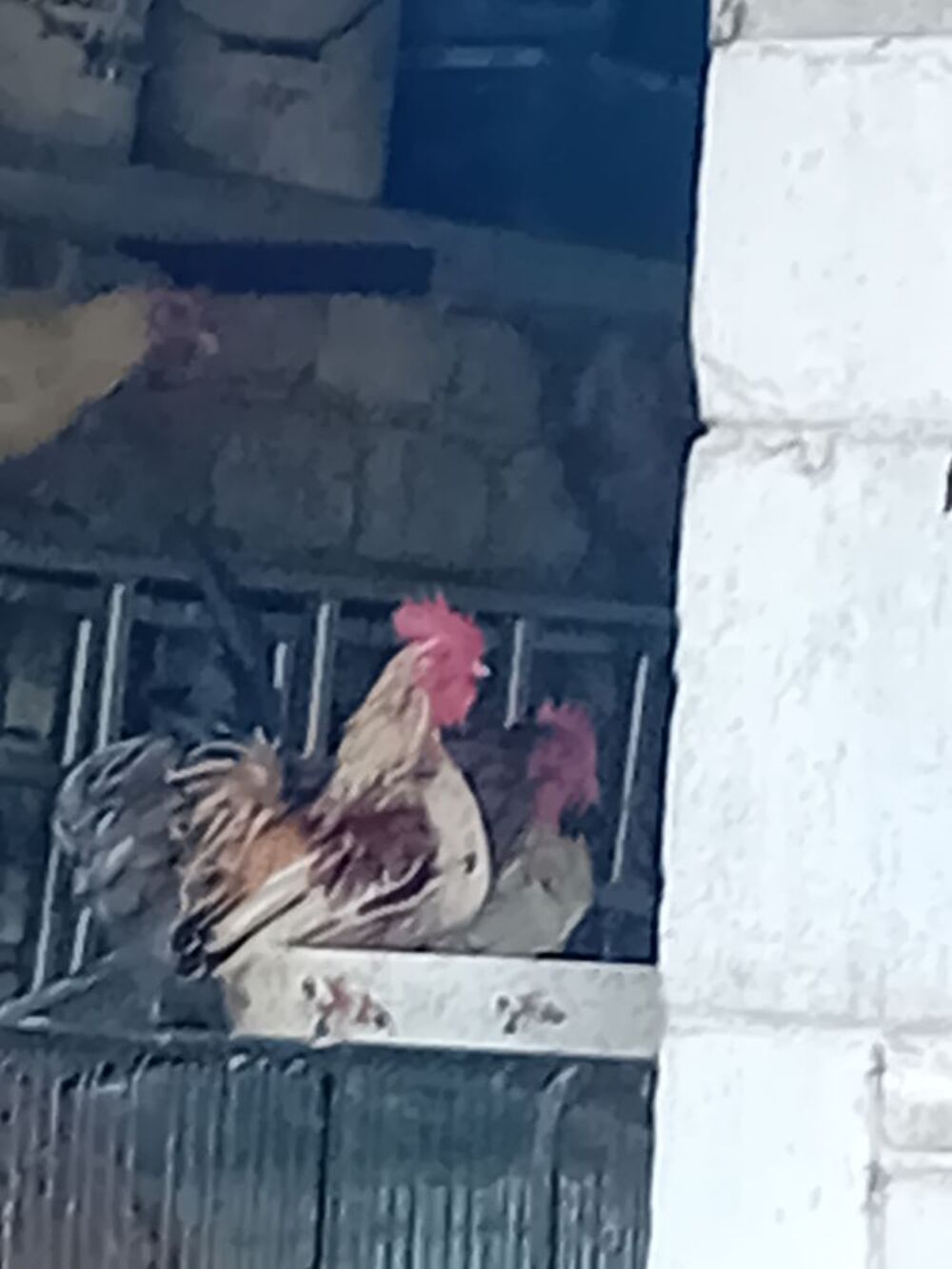   Coq  