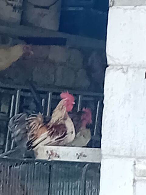 Coq 10 17430 Saint-hippolyte