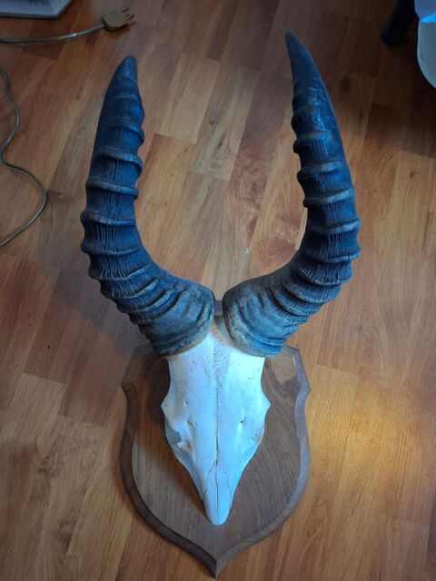 tete d'antilope troph�e de chasse 150 Gif-sur-Yvette (91)