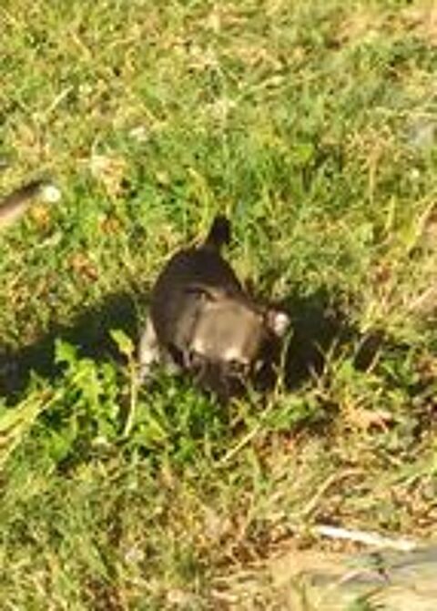   Femelle Chiot Chihuahua 