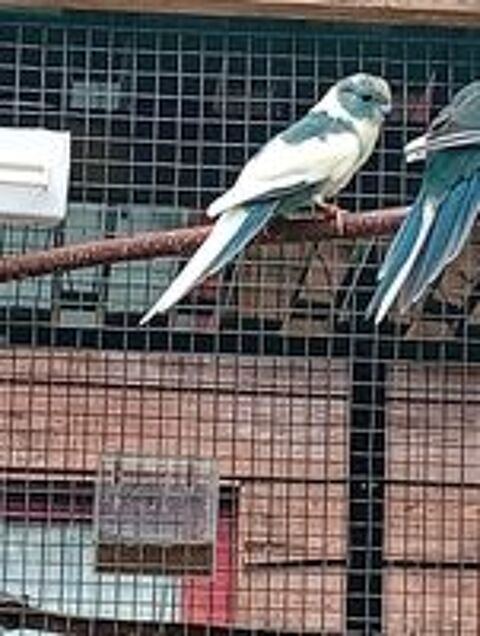   Couple kakarikis panaché bleu et crème  